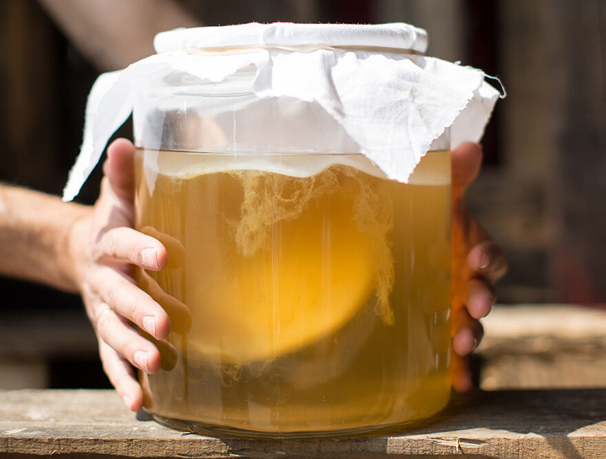 The JARR SCOBY in development